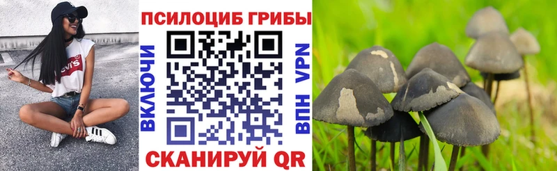 Купить закладки  Верхний Тагил  Галлюциногенные грибы Psilocybe 
